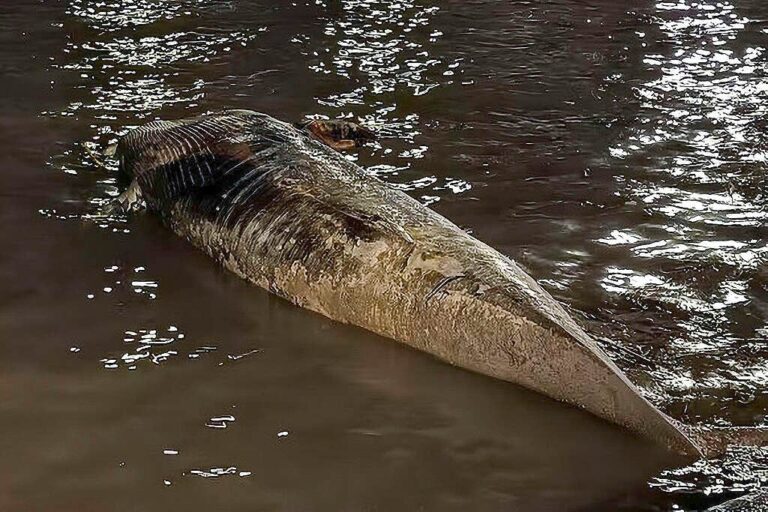 Greenpeace hace un llamado de atención por el varamiento de las dos ballenas: “No debemos normalizar esto” 