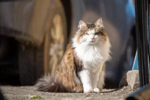 Cosas que no sabías del gato Main coon
