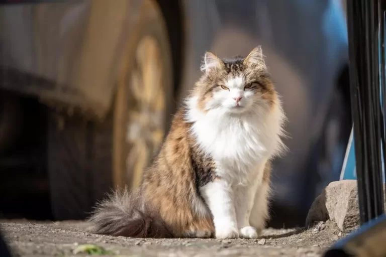 Cosas que no sabías del gato Main coon