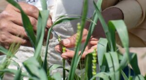 fitosanitarios-e1753276118894-750x411-1