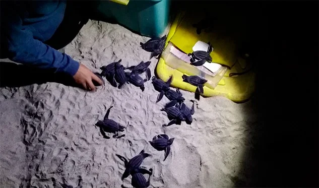 Liberan 25 tortuguillos cardón