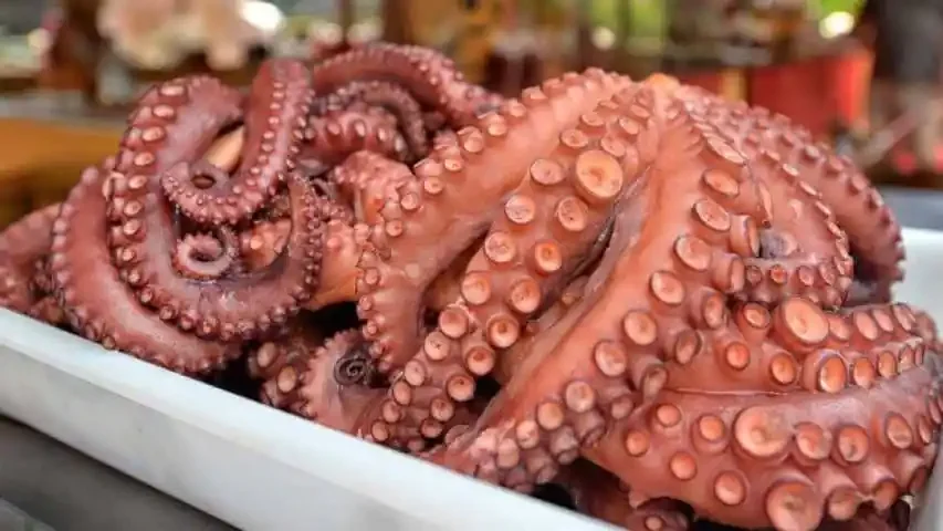 Captura de 2.500 Toneladas de Pulpo en Nueva Esparta para 2025