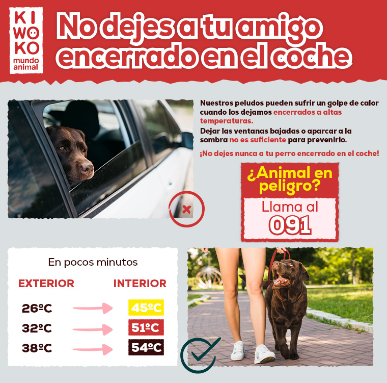 ¿Se puede dejar a un perro encerrado en el coche? Todo lo que necesitas saber para no poner en riesgo su vida