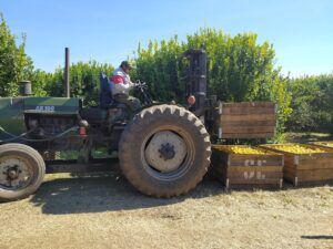 Metele que son limones: Luego de largas negociaciones, el Senasa logró la apertura del mercado chileno, que aceptará esos cítricos bajo protocolos estrictos