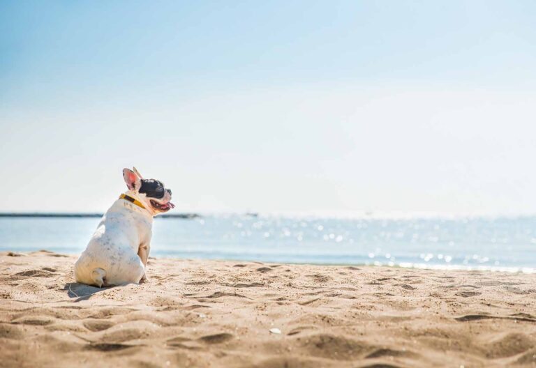 Mejores playas para perros en España 2025