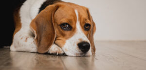 ¿Cuántos días puede estar un perro sin comer? Señales, causas y cuándo preocuparte de verdad