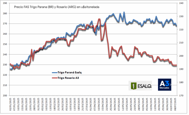 Internacionalización: El trigo fue una de las mayores decepciones de la campaña agrícola argentina 2024/25