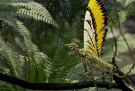 Los bosques europeos están perdiendo la capacidad de absorber carbono