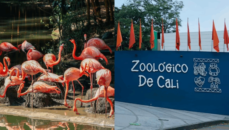 zoologico cali