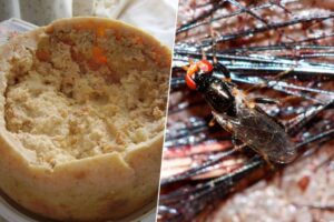 El plato prohibido de Italia: un queso tan extremo en su preparación que la Unión Europea tuvo que ponerle límites