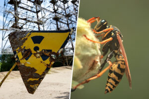 Cuando EEUU se puso a investigar un tanque de desechos nucleares se encontró con una pesadilla aún peor: avispas radioactivas