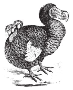 Dodo: la historia real del ave que no supo escapar del hombre