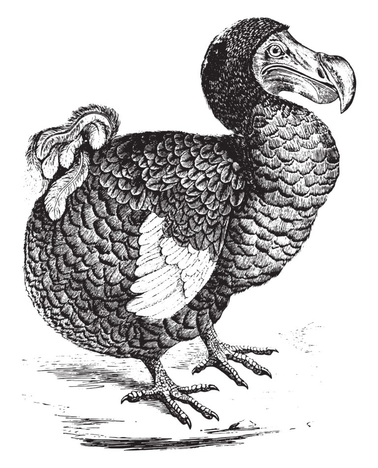 Dodo: la historia real del ave que no supo escapar del hombre