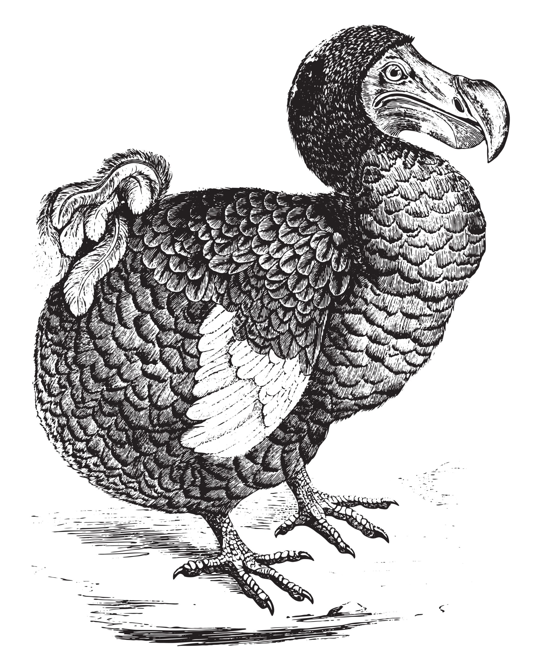 Dodo: la historia real del ave que no supo escapar del hombre