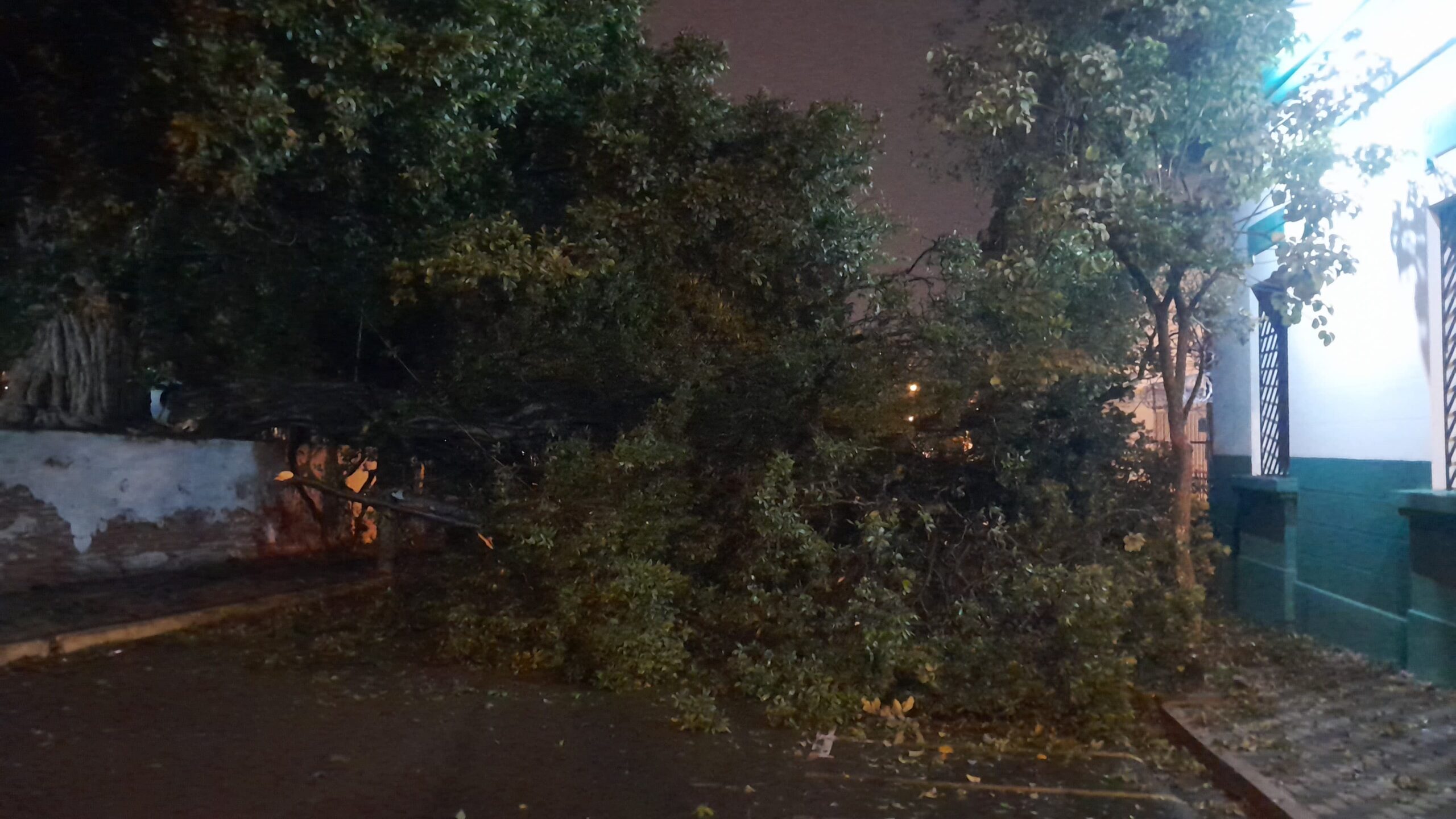 Árbol de gran tamaño cae y bloquea la calle Jejuí: tránsito desviado y cables en el suelo