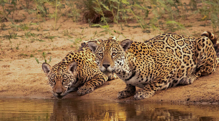 Fallo histórico: condenan a prisión a los cazadores de un yaguareté