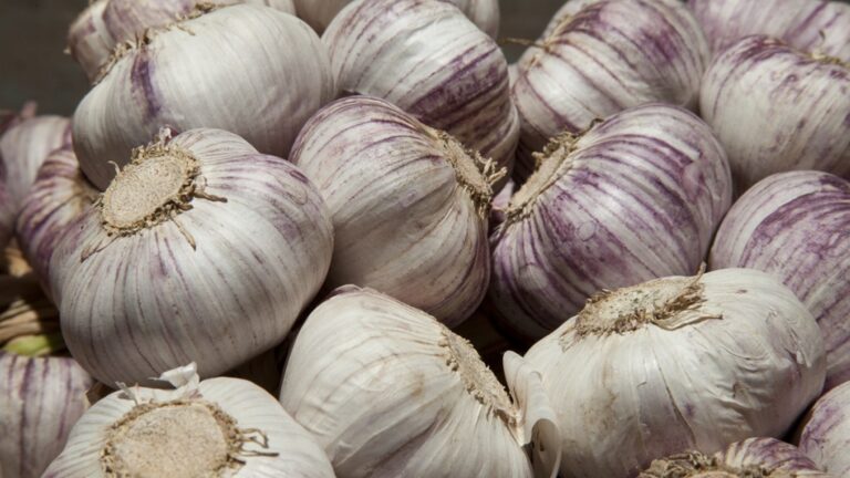 Argentina actualiza su reglamento sobre calidad del ajo en línea con el Mercosur