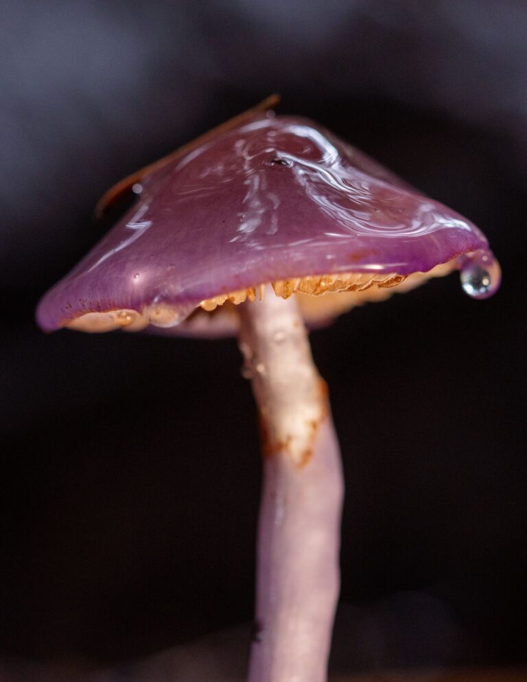 Cortinarius magellanicus: la joya oculta de los bosques sudamericanos que fascina a la ciencia