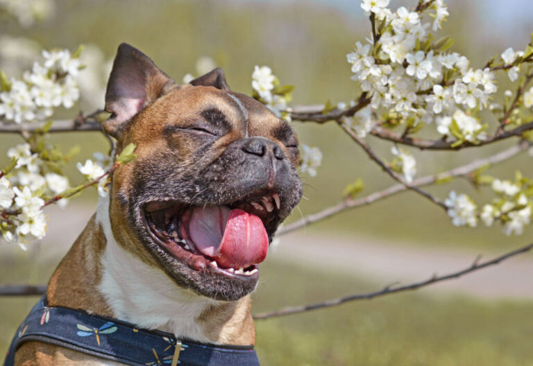 Estornudo inverso en perros: ¿qué es, causas y qué hacer?