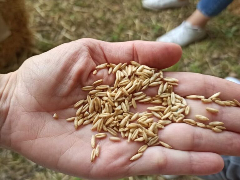 El 90% de los dietistas-nutricionistas opina que las alternativas vegetales a los productos lácteos son saludables.