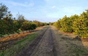 Crisis en la Citricultura /Diputados salteños reclaman emergencia agropecuaria y subsidios