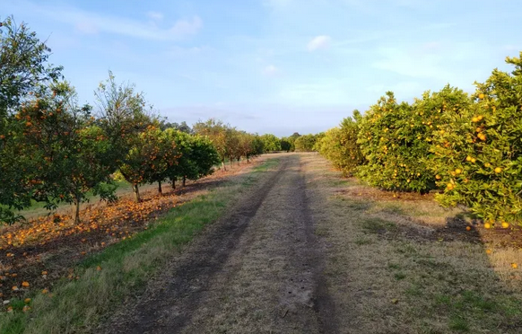 Crisis en la Citricultura /Diputados salteños reclaman emergencia agropecuaria y subsidios