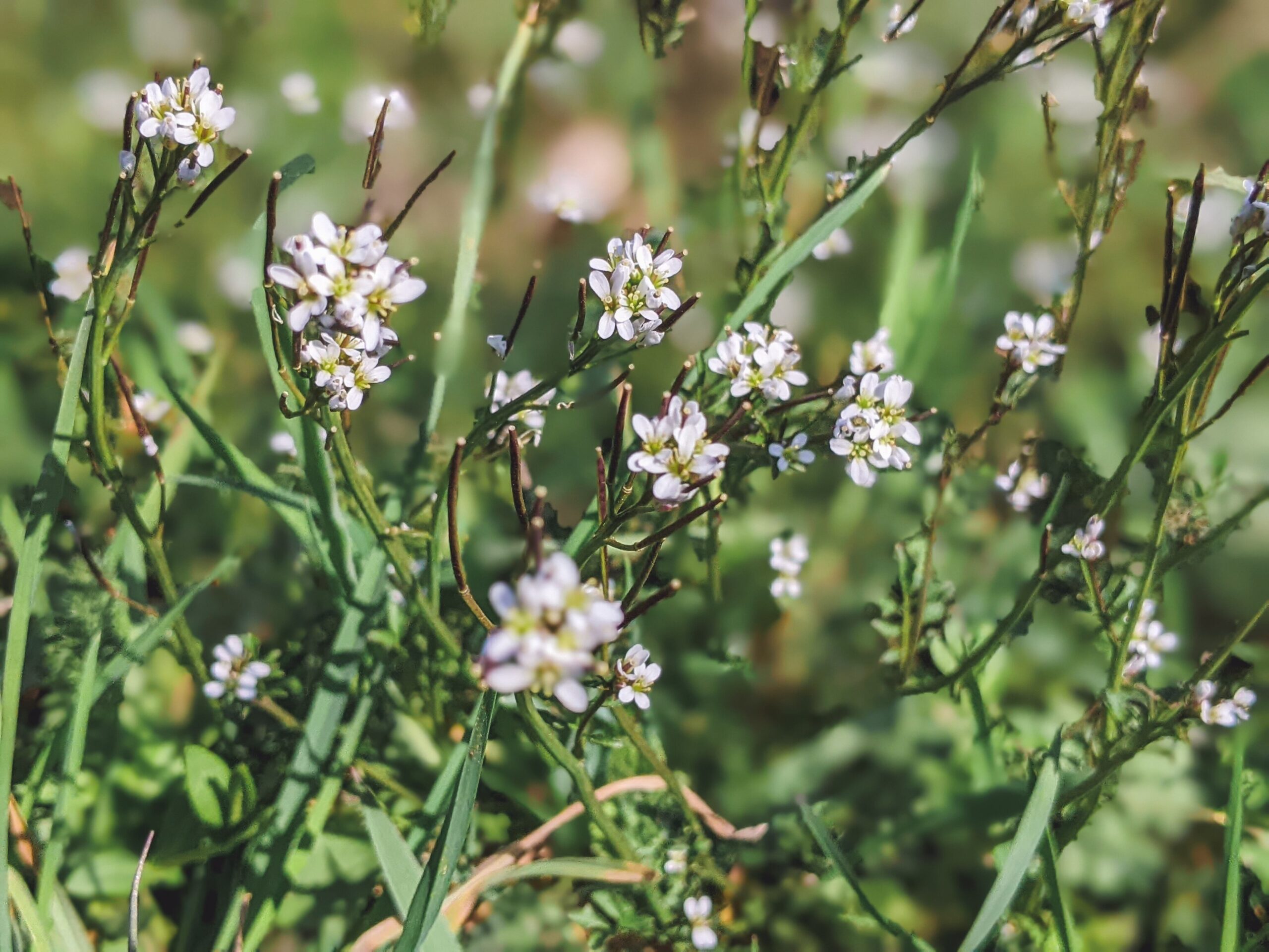 Plantas que “duermen”: cómo el ritmo circadiano regula la vida secreta de la flora