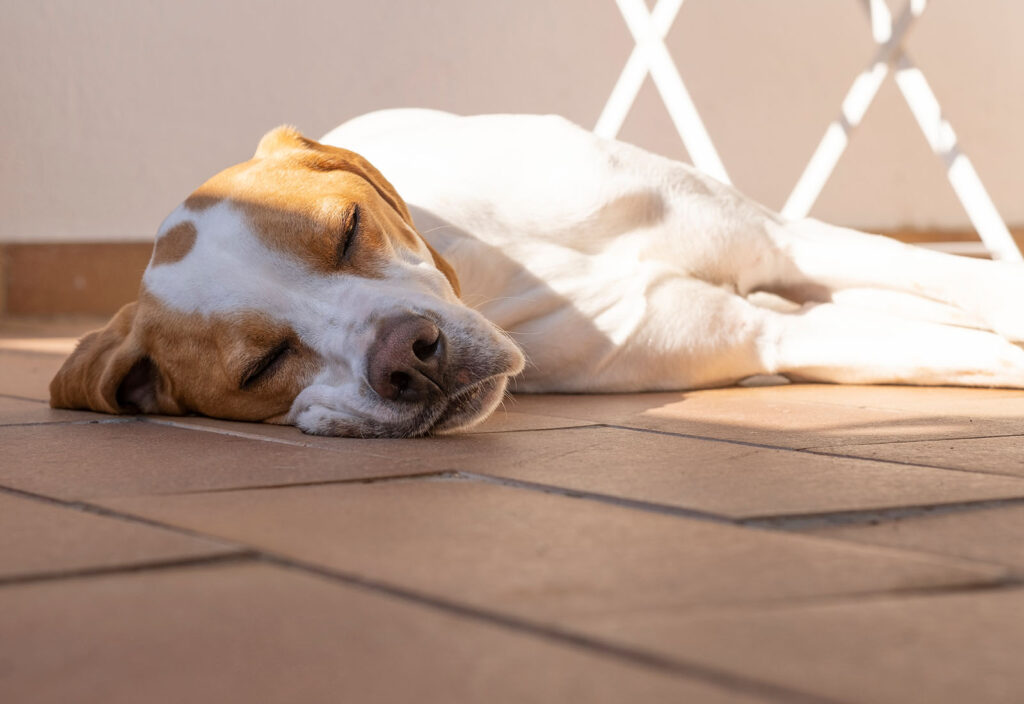 ¿Por qué mi perro se pone tumbado al sol en verano? ¿Por qué mi perro se pone tumbado al sol en verano?