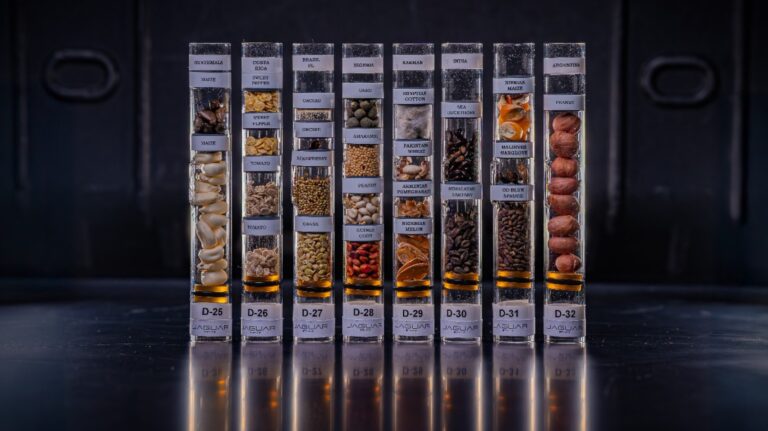 Argentina envió semillas al espacio