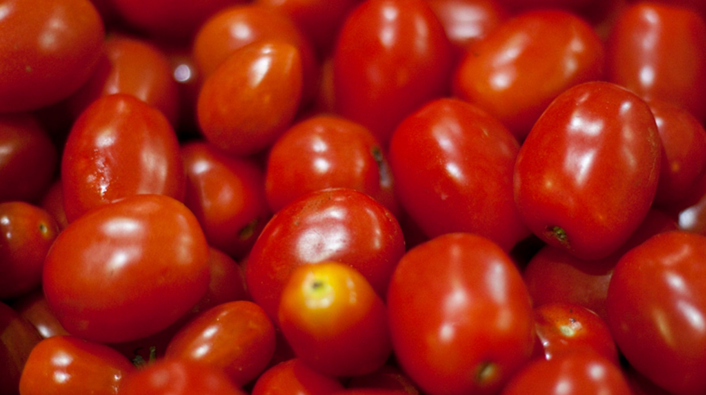 Argentina actualizó su reglamento sobre calidad e identidad del tomate en línea con el Mercosur Argentina actualizó su reglamento sobre calidad e identidad del tomate en línea con el Mercosur