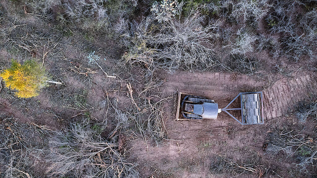 Greenpeace documentó desmontes ilegales en Chaco: 170 mil hectáreas deforestadas desde la suspensión judicial 