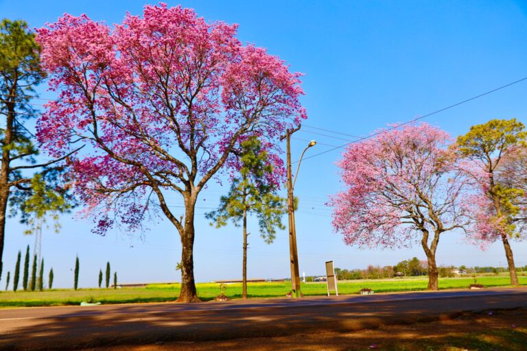 Camping: una alternativa para disfrutar del Rally del Paraguay en contacto con la naturaleza