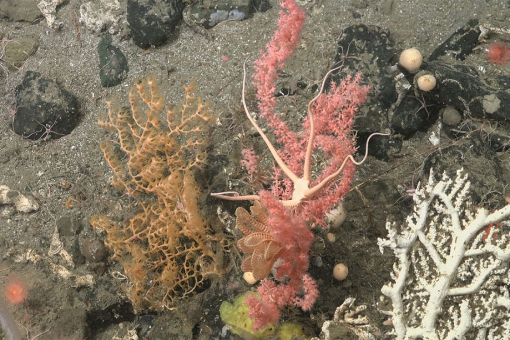 De las profundidades a la pantalla: la ciencia nacional conquistó el mundo con la exploración en vivo del Mar Argentino