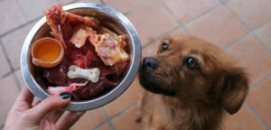 dieta-barf-para-cachorros