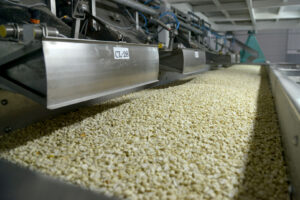 Argentina lidera el mercado mundial de maní con exportaciones récord