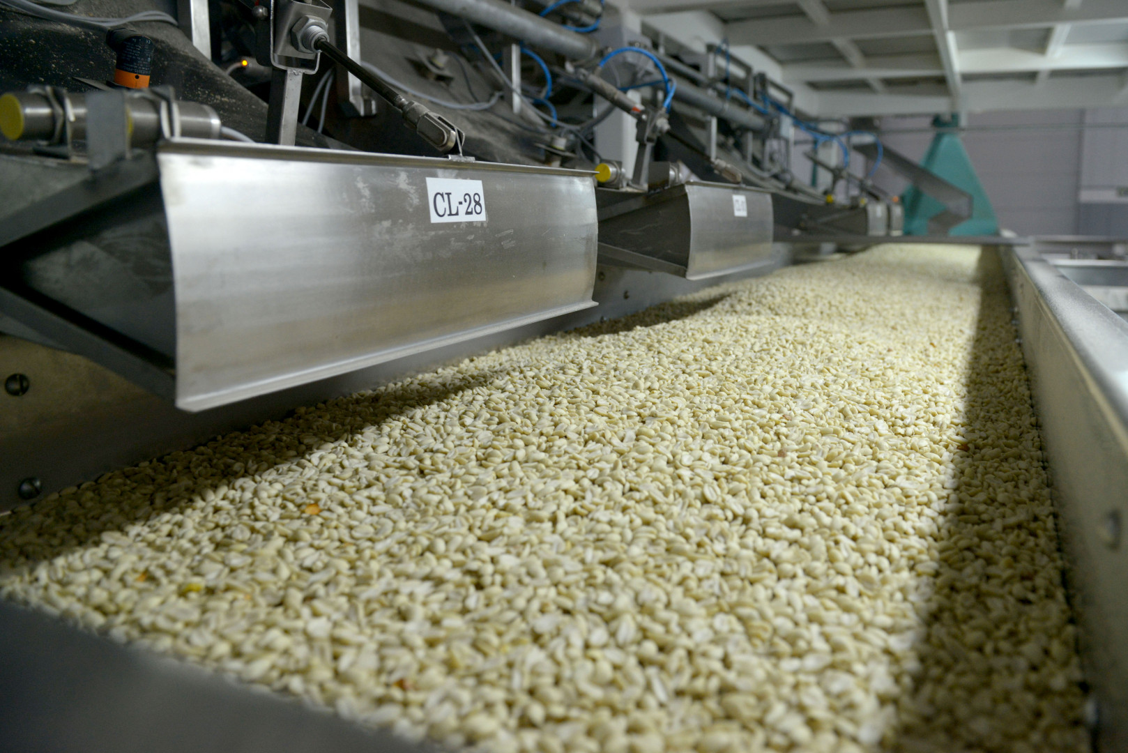 Argentina lidera el mercado mundial de maní con exportaciones récord Argentina lidera el mercado mundial de maní con exportaciones récord