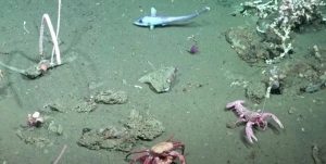 El fondo del Atlántico Sur revela secretos y alerta sobre su fragilidad