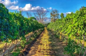 Elizabeth Rojas Martínez asume el liderazgo en el Consejo Mexicano Vitivinícola