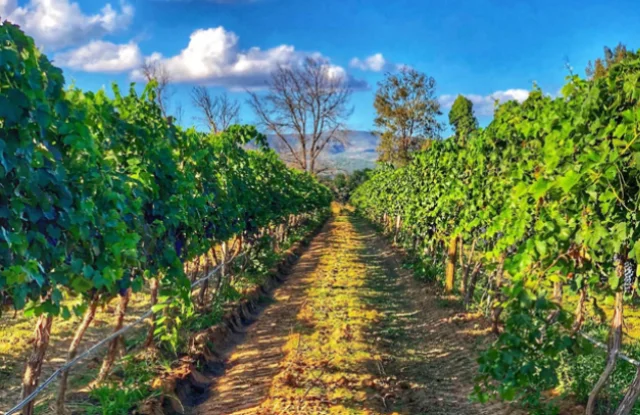 Elizabeth Rojas Martínez asume el liderazgo en el Consejo Mexicano Vitivinícola