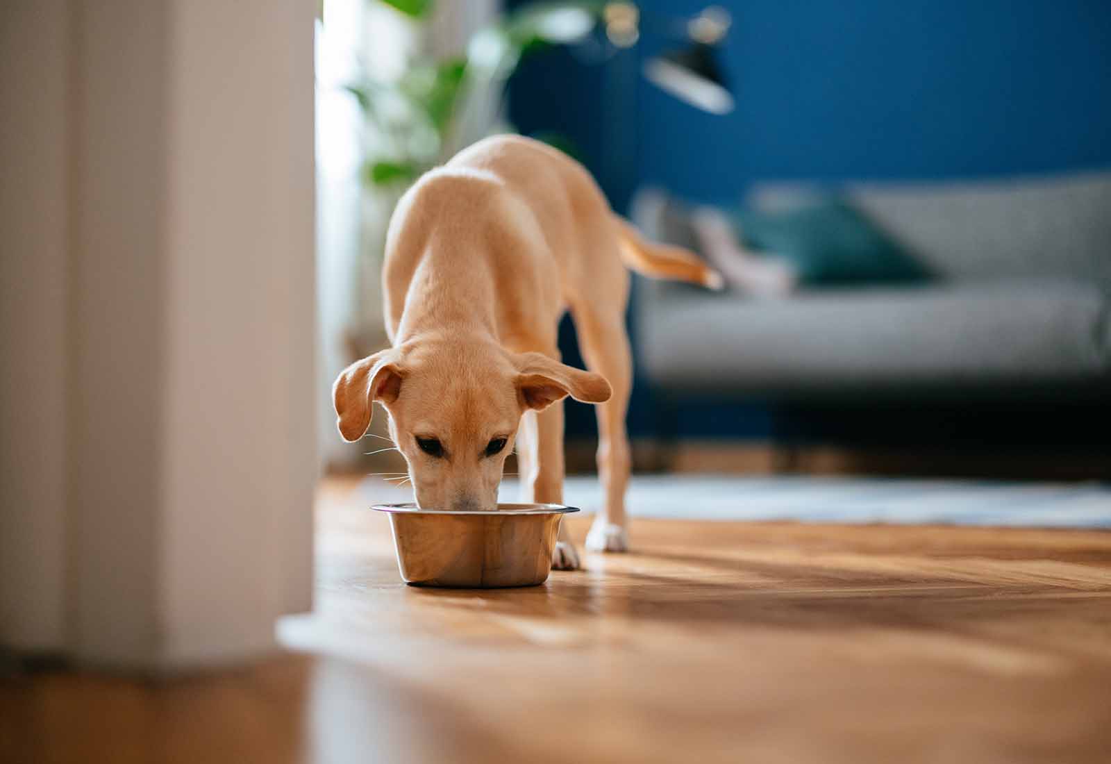 Intoxicaciones en perros y gatos, qué son, cómo se producen y cómo actuar