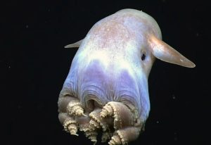 El buque científico Falkor y su llegada a Uruguay: una ventana al océano y la ciencia marina