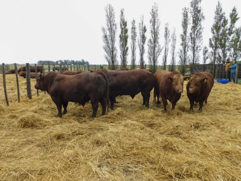 “Si no fuera por los bajos precios agrícolas estaríamos en un boom ganadero consolidado”, dice el criador de Limangus Pedro Gundesen, que se prepara para un nuevo remate en su cabaña