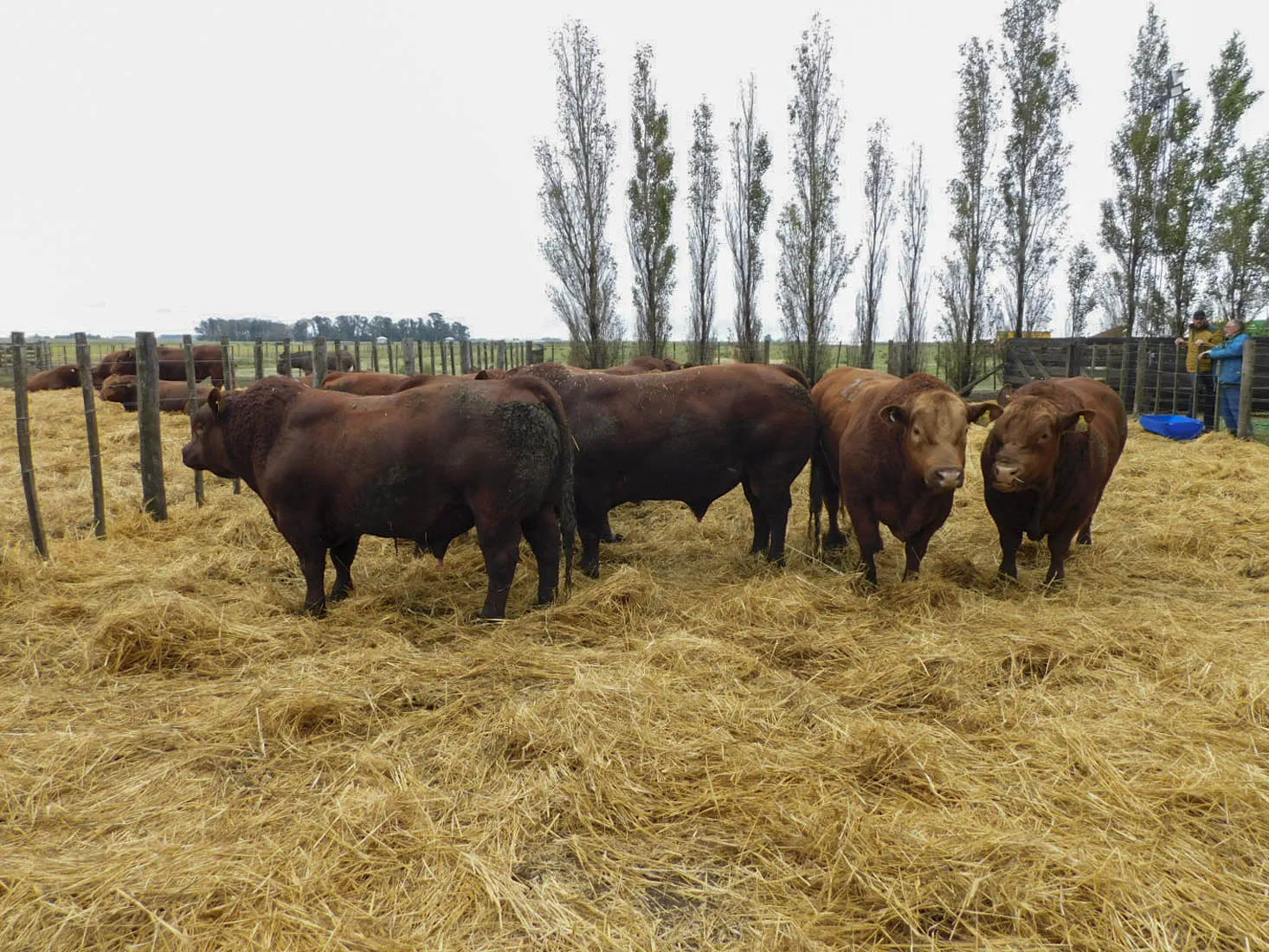“Si no fuera por los bajos precios agrícolas estaríamos en un boom ganadero consolidado”, dice el criador de Limangus Pedro Gundesen, que se prepara para un nuevo remate en su cabaña