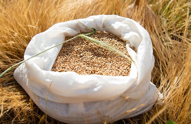 Gestión de nutrientes en arroz-trigo: claves para una agroindustria más sostenible