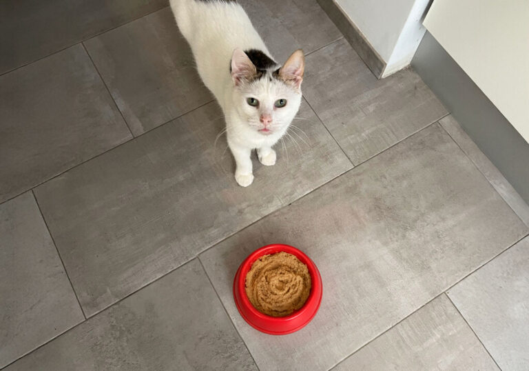 Que tu gato ignore esa comida tan apetitosa tiene una explicación científica. Se llama neofobia y es un seguro de vida