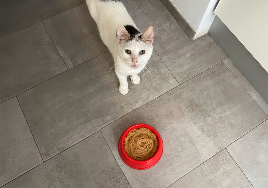 Que tu gato ignore esa comida tan apetitosa tiene una explicación científica. Se llama neofobia y es un seguro de vida