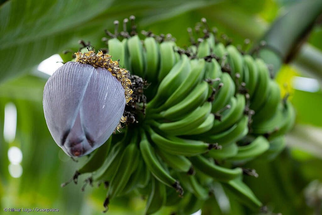 Cambio climático y bananas: una amenaza para la seguridad alimentaria mundial