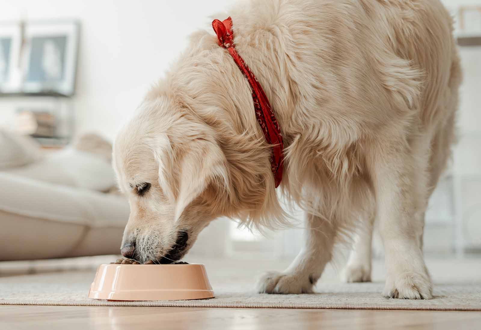 ¿Qué es la dieta BARF para perros?