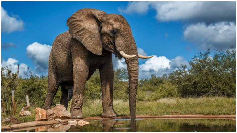 Elefante ataca a turistas en un safari en Botswana: pánico en el Okavango