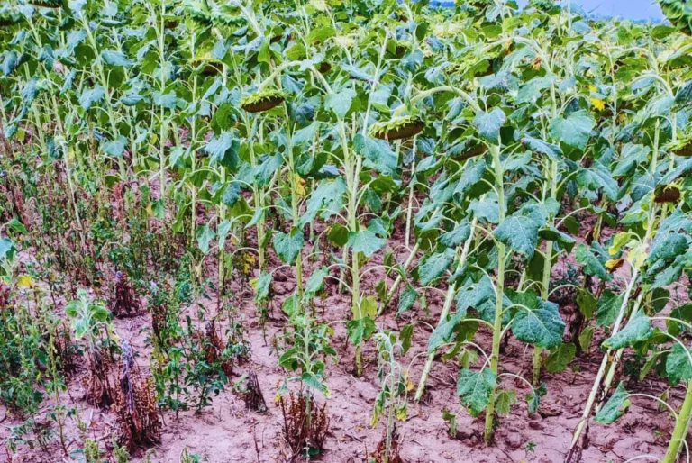 Investigadores del INTA vuelven a llamar la atención sobre el jopo, una maleza que ataca al girasol y que ya se encuentra presente en la región